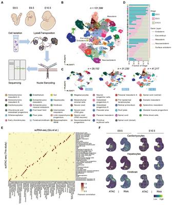 Single-cell chromatin accessibility profiling of cell-state-specific gene regulatory programs during mouse organogenesis